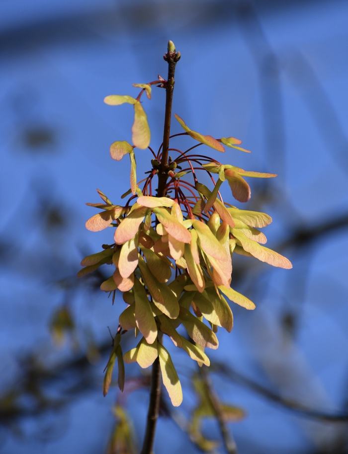 NC State Extension forestry winter tree identification Wilkes County