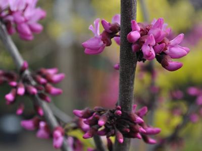 stems, buds and flowers of redbud tree
