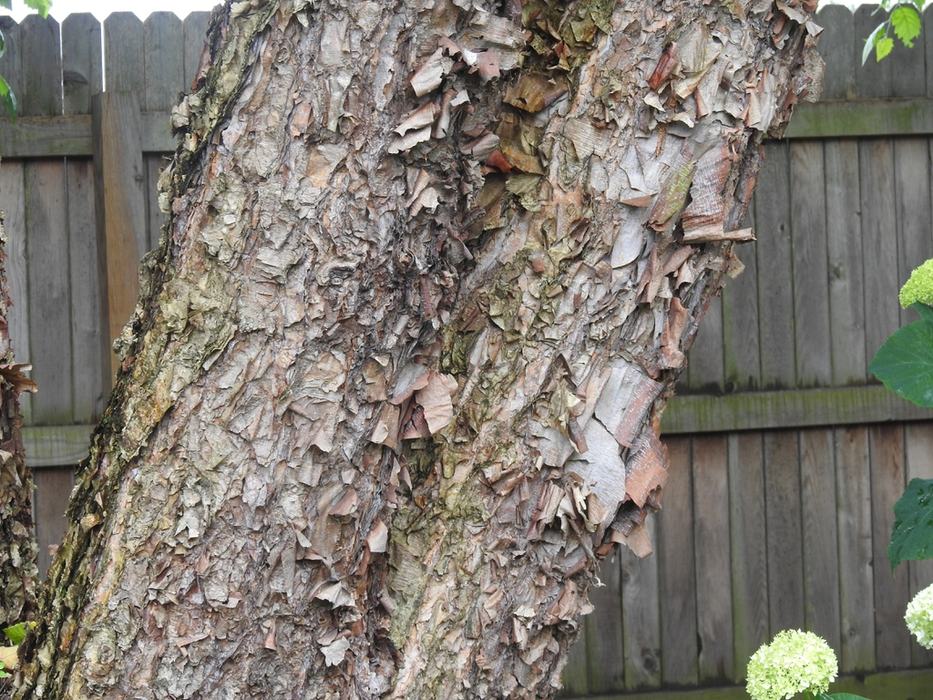 NC State Extension forestry winter tree identification Wilkes County