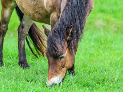 Brown horse grazing in a green grassy field with head lowered