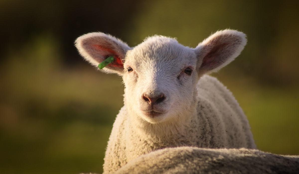 Mastering Small Ruminant Care: A Comprehensive Workshop - McDowell ...