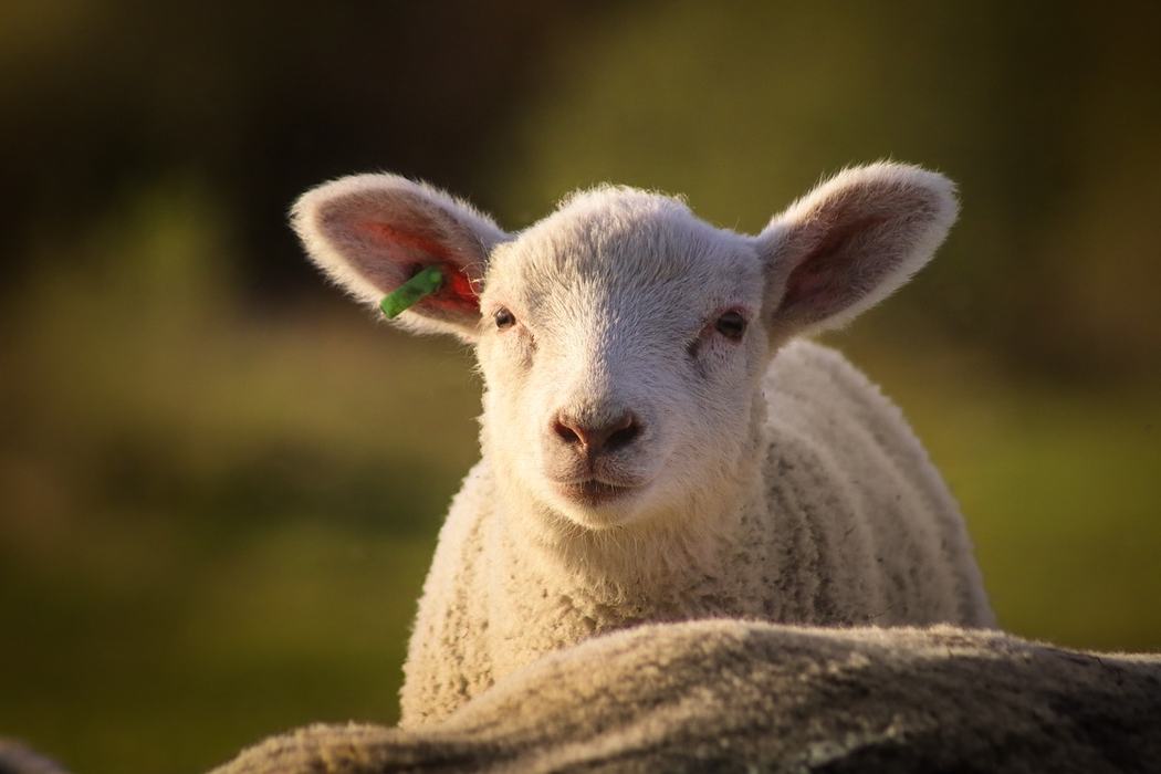 Happy Sheep
