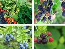 pictures of small fruits