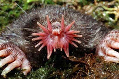 star nosed mole