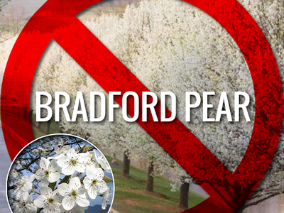 Red prohibition symbol over Bradford Pear trees with text "BRADFORD PEAR"