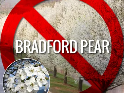 Red prohibition symbol over Bradford Pear trees with text "BRADFORD PEAR"