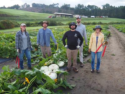 Photo of NC State and University of Tennessee Team Harvesting Pumpkins