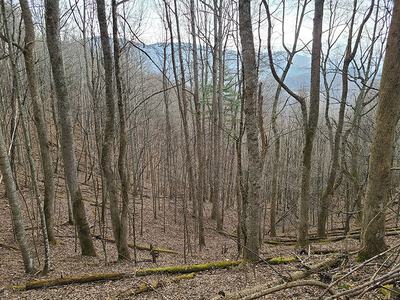 A wooded mountainside.