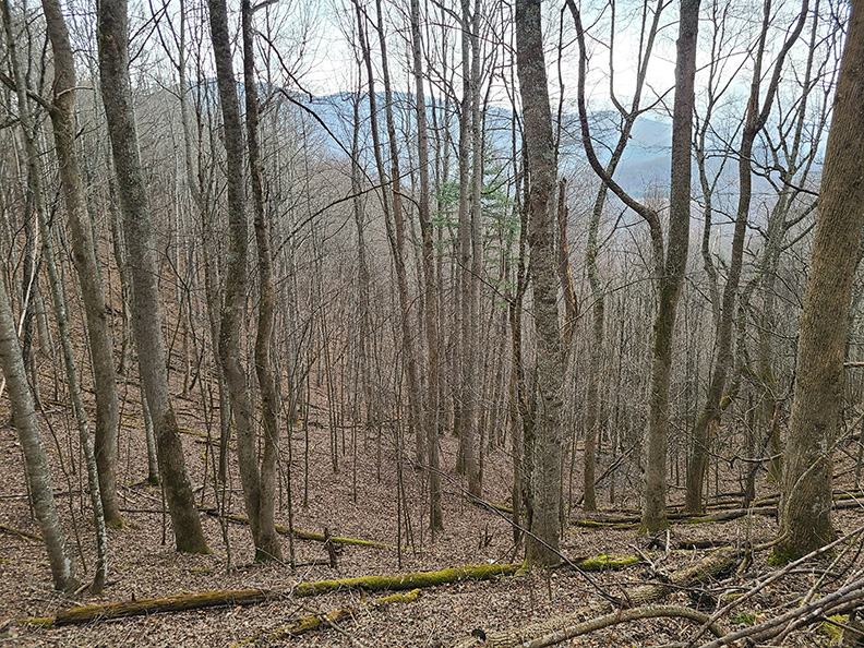 A wooded mountainside.