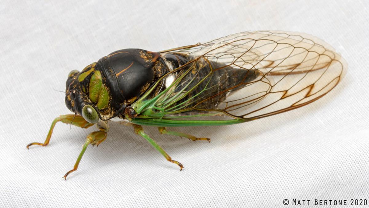 Green and black cicada resting on white fabric; text "© Matt Bertone 2020"