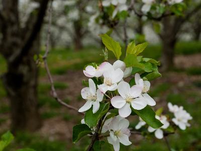 apple blossoms