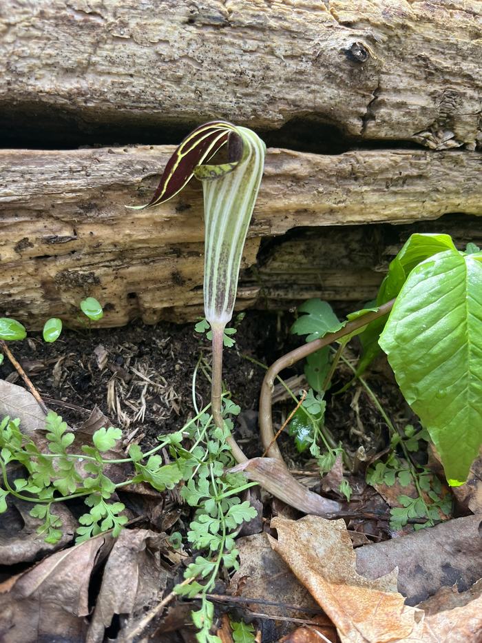 A pitcher plant grows alongside a fallen log.