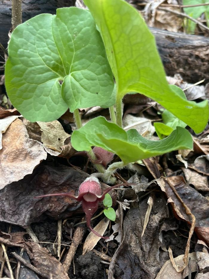 Small red flower under broad green leaves.