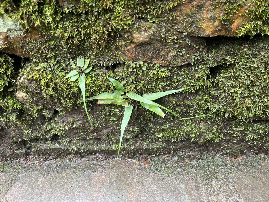 Green plants grow on a damp rock wall.