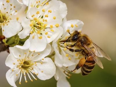 bee foraging on flower