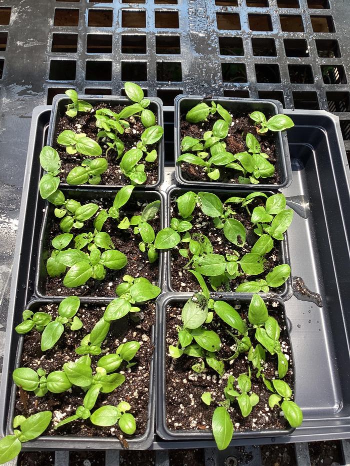 Broadcast basil seedlings