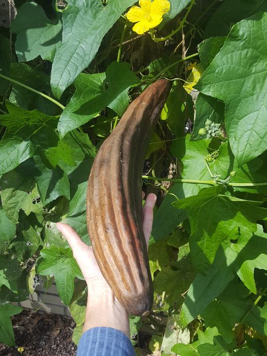 Loofah vine with fruit