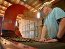 Lakeview Pecans' Ben Byrd watches pecans roll down the conveyor as he waits to cull out the cracked shells.
