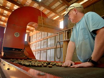 Lakeview Pecans' Ben Byrd watches pecans roll down the conveyor as he waits to cull out the cracked shells.