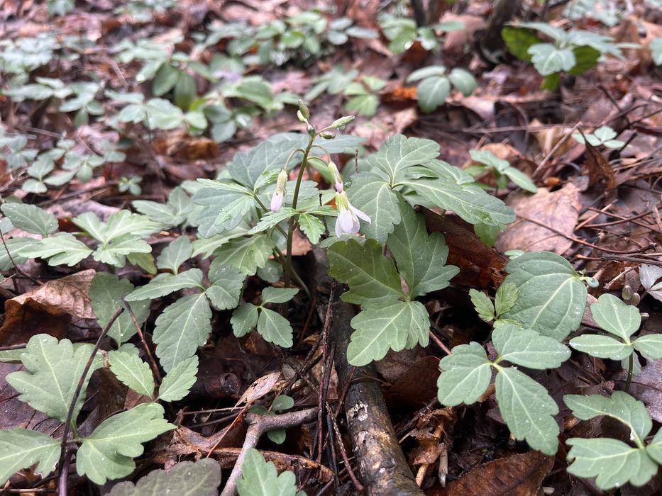 A small white flower growing along a forest ground.