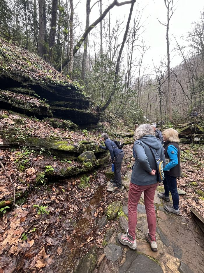 People investigate plants growing on the side of a small hill.