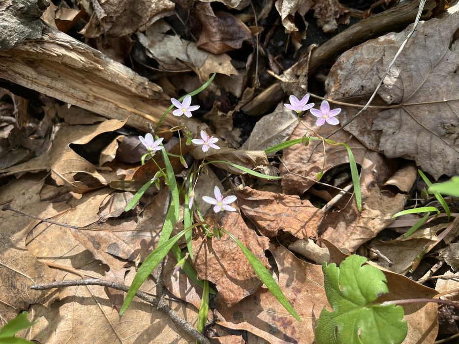Small pink flowers grow out from dead leaves.