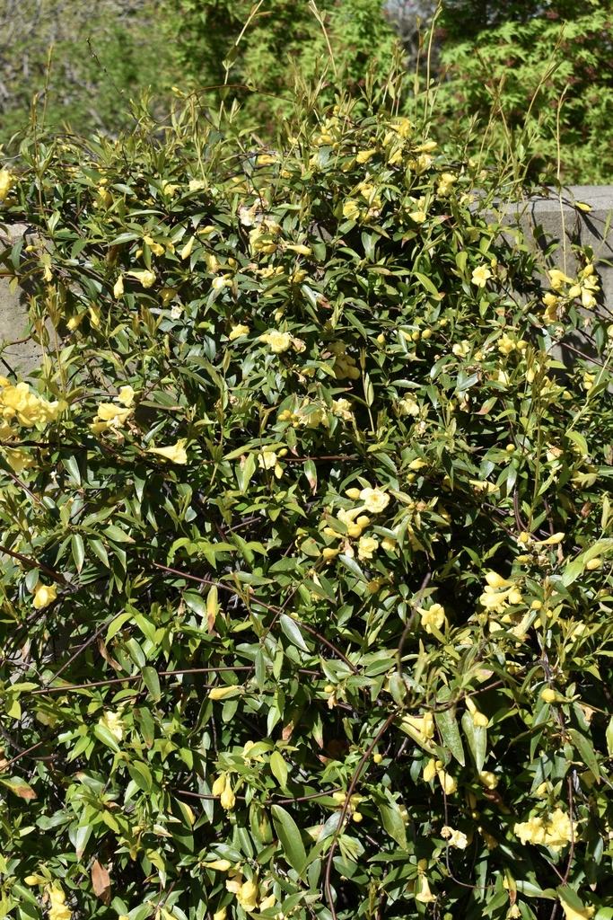 Dense green vine with many small yellow flowers climbing a low concrete wall