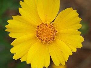 coreopsis