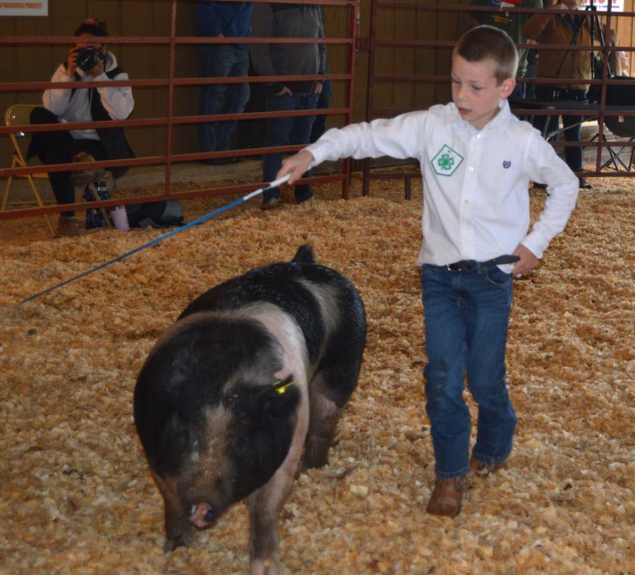 Boy showing pig