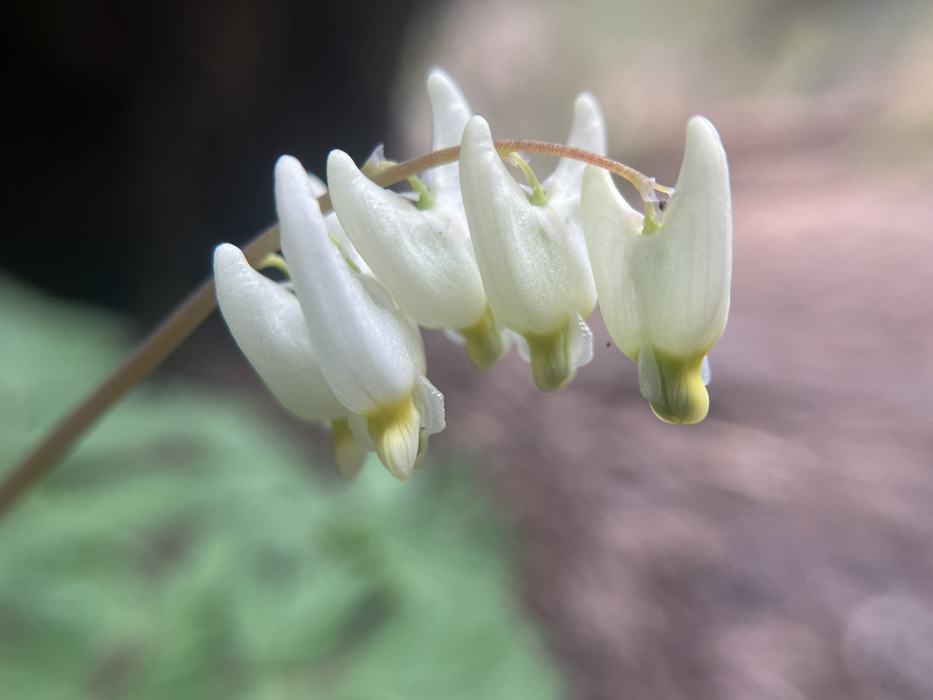 A closeup image of Dutchmans Breeches, small tooth shaped white flowers.