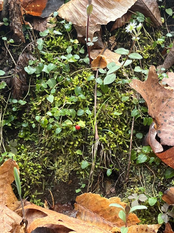 A red berry grows near ground level.