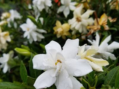 Gardenias - Photo by Amanda Wilkins