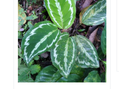 Screen shot with red arrow pointing to the Download Image button that displays below the photo.