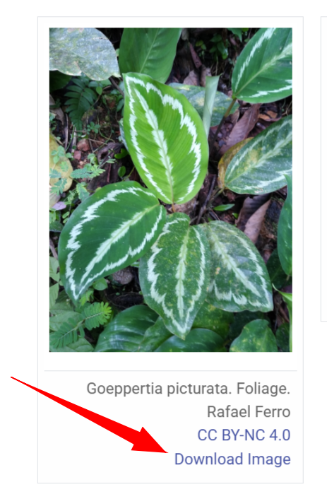 Screen shot with red arrow pointing to the Download Image button that displays below the photo.
