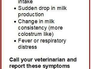 If you have noticed the following symptoms in your cows: • Sudden drop in feed intake • Sudden drop in milk production • Change in milk consistency (more colostrum like) • Fever or respiratory distress Call your veterinarian and report these symptoms NCDA