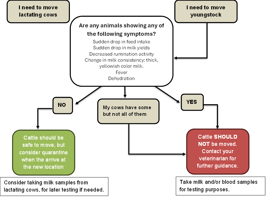 A decision chart indicating you should not move lactating cows with any of the following symptoms: Sudden drop in feed intake Sudden drop in milk yields Decreased rumination activity Change in milk consistency: thick, yellowish color milk. Fever Dehydration