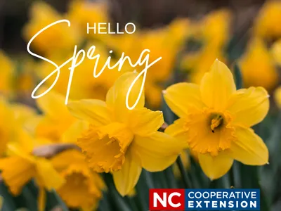 Yellow daffodils with overlaid text 'HELLO Spring' and NC Cooperative Extension logo