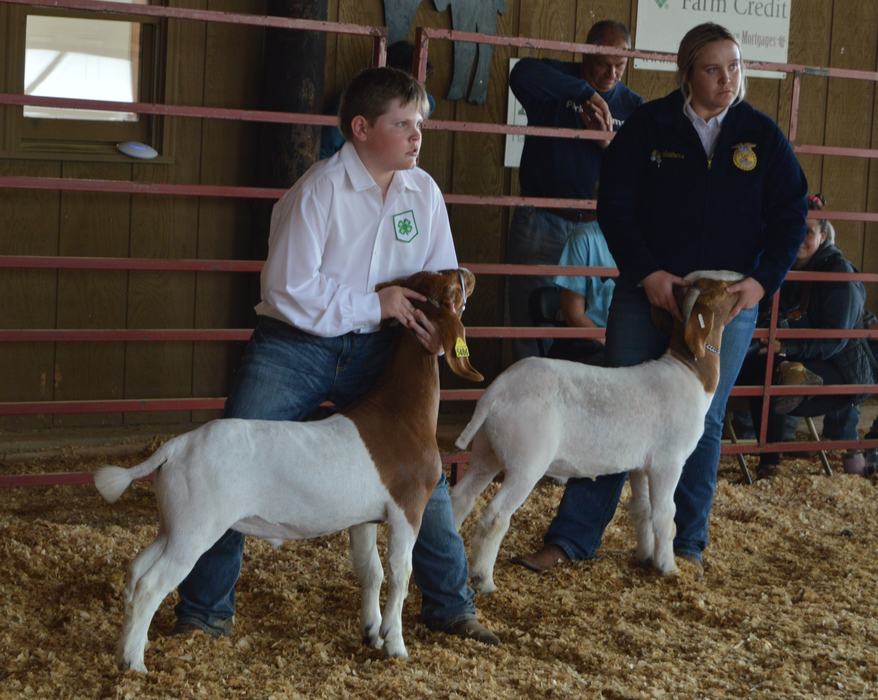 Boy showing goat