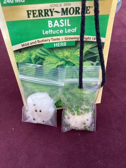 Basil seed necklaces
