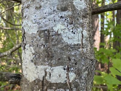 Willow Oak (Quercus phellos) Taken by Gene Fox