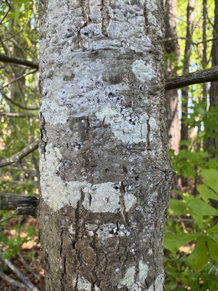 Willow Oak (Quercus phellos) Taken by Gene Fox