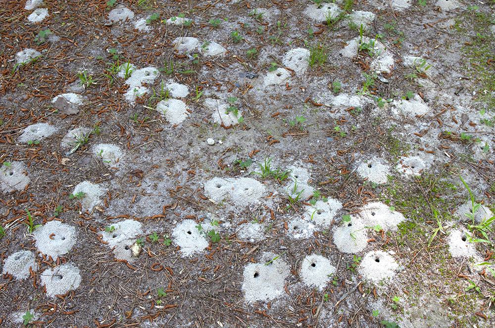 Cellophane bee nests in early May. 