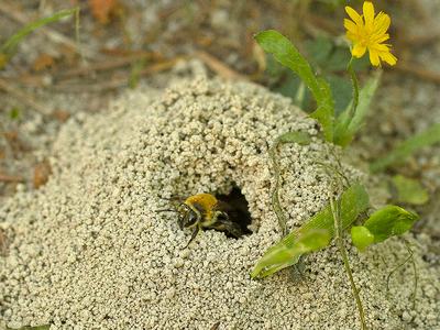 Solitary bee emerging from sandy burrow mound beside small yellow flower
