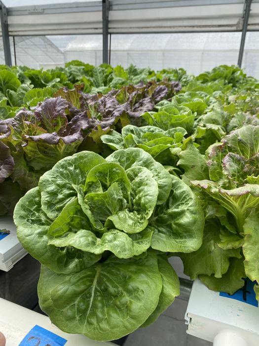Lettuce being grown in an NFT system in a greenhouse.