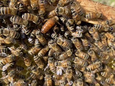 Many honeybees clustered on a hive frame, one larger orange bee near center