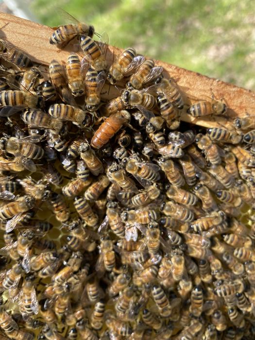 Many honeybees clustered on a hive frame, one larger orange bee near center