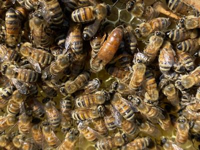 Honeybees clustered on honeycomb with a larger queen bee visible near center