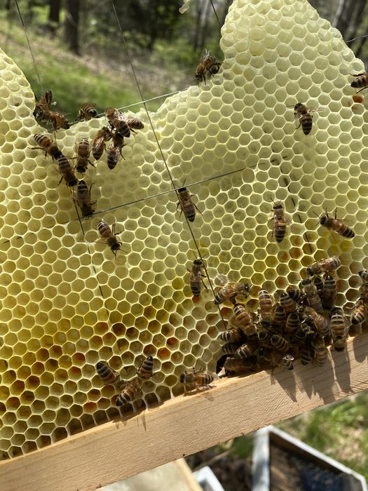 Worker bees on a honeycomb frame with many hexagonal cells and wooden edge
