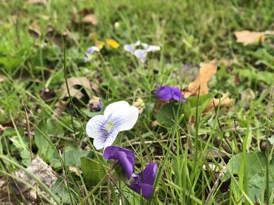 violets in lawn