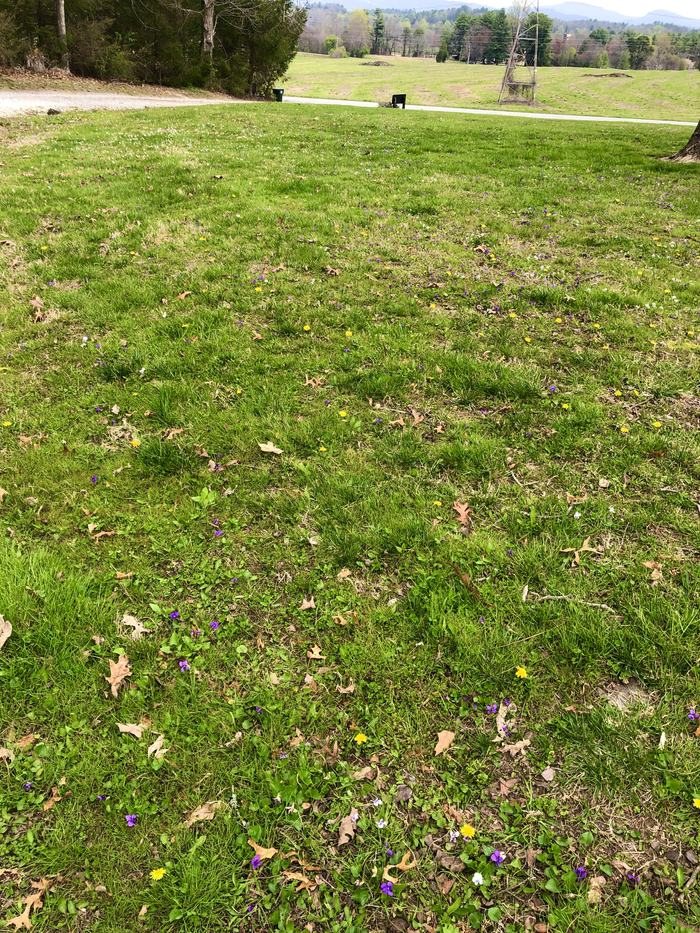 Violets in lawn